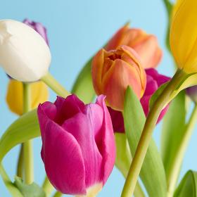 Header navigation sub menu